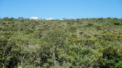 Fototapeta na wymiar Background consisting of trees of cerrado (a Brazil's ecoregion) in Carrancas, Minas Gerais, Brazil