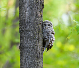 Newly Fledged Barred Owl Owlet Climbing Tree