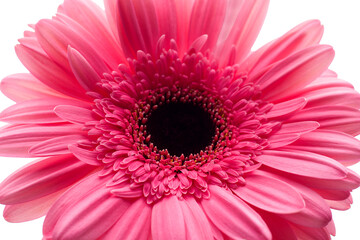 Blooming pink gerbera daisy flower. Close-up