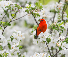 Male Scarlet Tanager Perched in  Blooming Apple Tree in Spring  