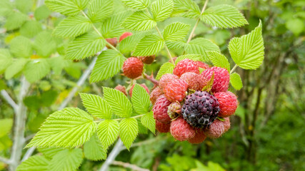 Ripe and unripe raspberries (Rubus niveus)