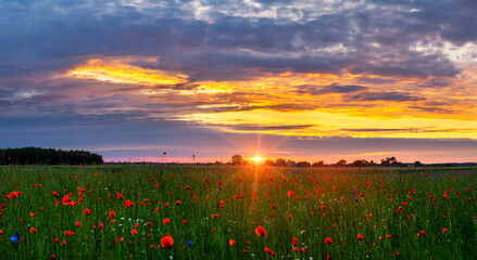 Beautiful poppy field during sunset