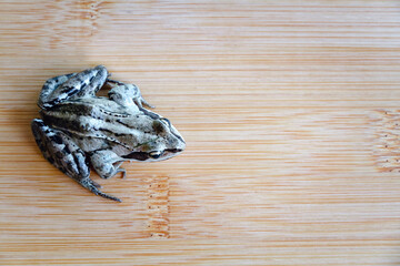 Gray frog sitting on a wooden deck, background.