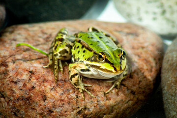 Close-up of a Common Water Frog