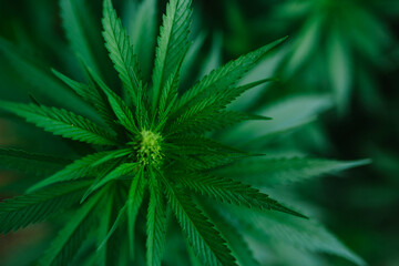 Marijuana Plant Budding Outdoors. Green fresh bush for your design.