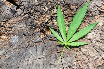 Green cannabis leaf abstract background.