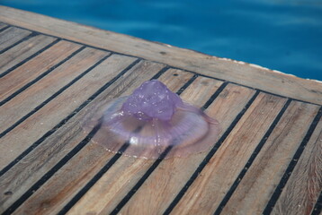 jellyfish on the boat close up