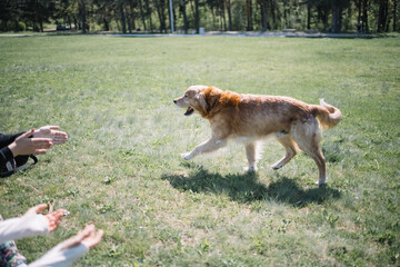 Dog walking on field and female hands clapping. Women's hands clapping at walking dog on field in...