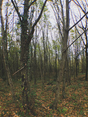 autumn forest in the morning