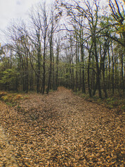 path in the autumn forest