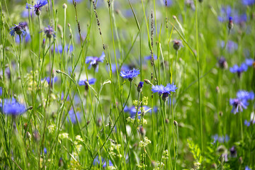 Kornblumen Wiese (Cyanus segetum) Heilpflanze, blaue Blüten im Frühsommer