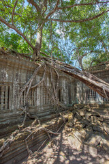Beng Mealea temple ruins and banyan tree, the Angkor Wat style located east of the main group of temples at Angkor, Siem Reap, Cambodia.