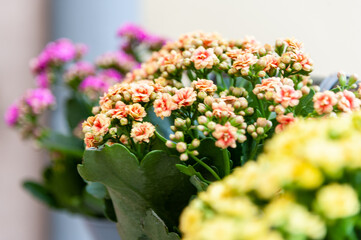 Flowers on the terrace