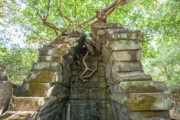 Beng Mealea temple ruins and banyan tree, the Angkor Wat style located east of the main group of temples at Angkor, Siem Reap, Cambodia.