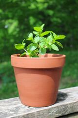 Potted mint growing in a pot outdoors