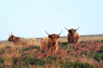 Highland Cows on Exmoor