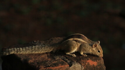 squirrel sitting on wall