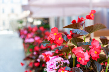 Flowers on the terrace