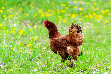 Chiken close up on the farm