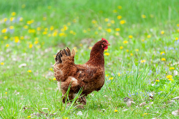 Chiken close up on the farm