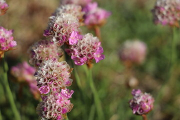 Pink flowers with green grass background 