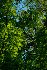 Sunlight falling through green spring leaves of white horse-chestnut trees