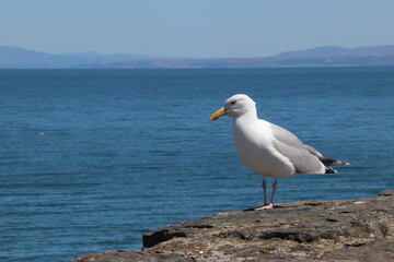 Seagull sitting on rock with backdrop of blue sea in summer 