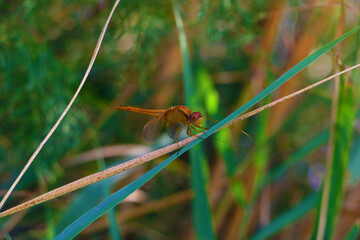 Brown dragonfly sitting on a plant colorful profile shot 