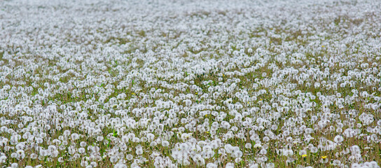 A field of dandelion flowers, a spring or summer ECO-background with a lawn made of inflatable balloons on a Sunny day, a wide panoramic banner