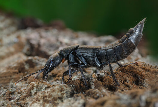 Schwarzer Moderk&auml;fer, Portrait eines Ocypus olens, Kurzfl&uuml;gler auf abgestorbenem Holz, Gro&szlig;er schlanker Schwarzer K&auml;fer