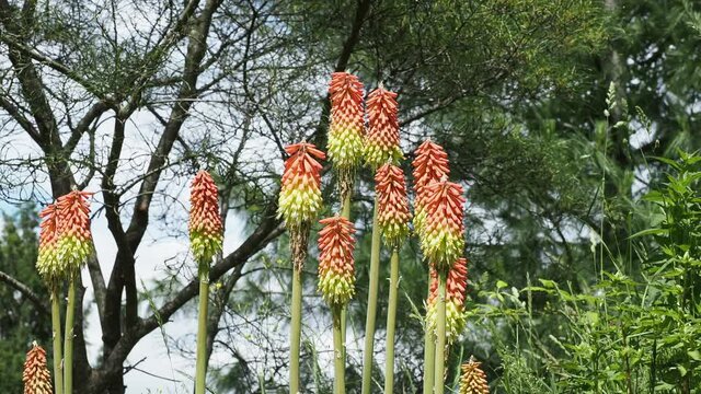 Kniphofia uvaria, tritomes &agrave; longues grappes ou faux alo&egrave;s aux fleurs rouge orang&eacute; et jaune en grappes au sommet de hampes sans feuilles