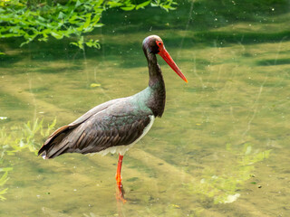 bocian czarny