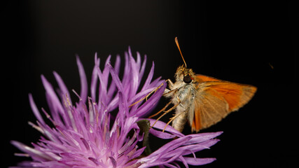 papillon Thymelicus sylvestris 