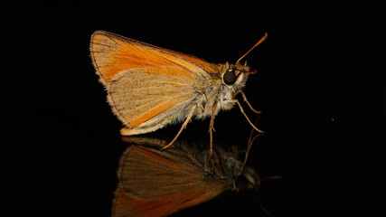 papillon Thymelicus sylvestris 