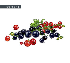 sketch_currant_big_brunch_of_red_black
