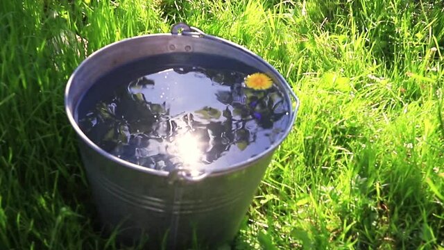 A wild daisy flower swims in a bucket of clear water standing in the grass. Reflection of the sun in the water.