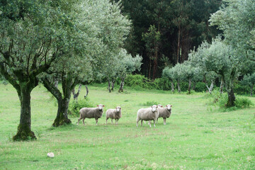 Obraz premium Sheep grazing peacefully among olive trees on a clear spring day