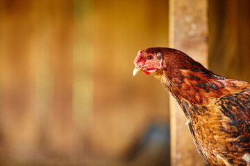 Red hen laying on an eco farm, the concept of natural cultivation
