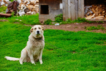 A white mongrel lone dog is chained up in a farmyard