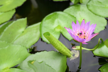 Beautiful purple Lotus flower with bee and lotus green leaf in pond.