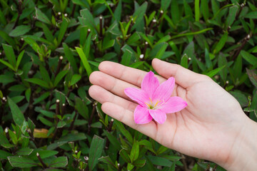 Female hands holding pink rain lily flower with green leafs background.