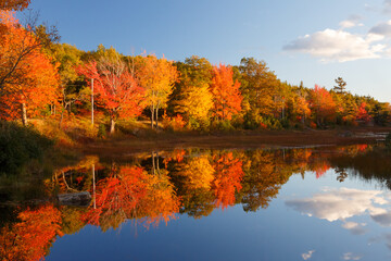 Fall colors in Acadia National Park with Brilliant colorful trees reflected in Beaver Pond