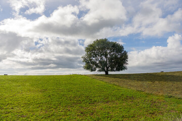 Fototapeta na wymiar Solitary tree in the North Island of New Zealand, on an open field of green