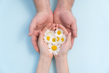 chamomile in kid and dad hands on blue background. concept of natural cosmetics.