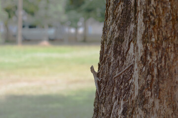 squirrel on tree