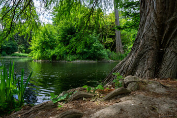 river in the forest