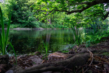 Obraz premium jezioro w lesie