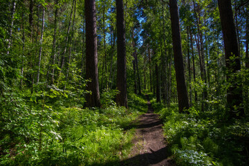 forest path among trees in an impenetrable forest