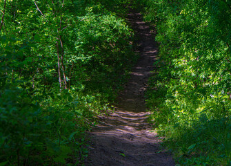 forest path among trees in an impenetrable forest