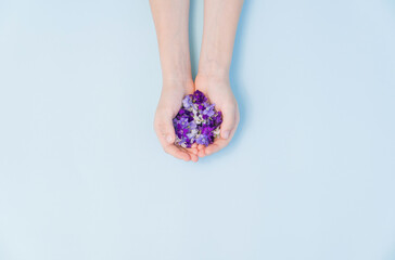 blue flowers in hands on blue background. the concept natural cosmetics.